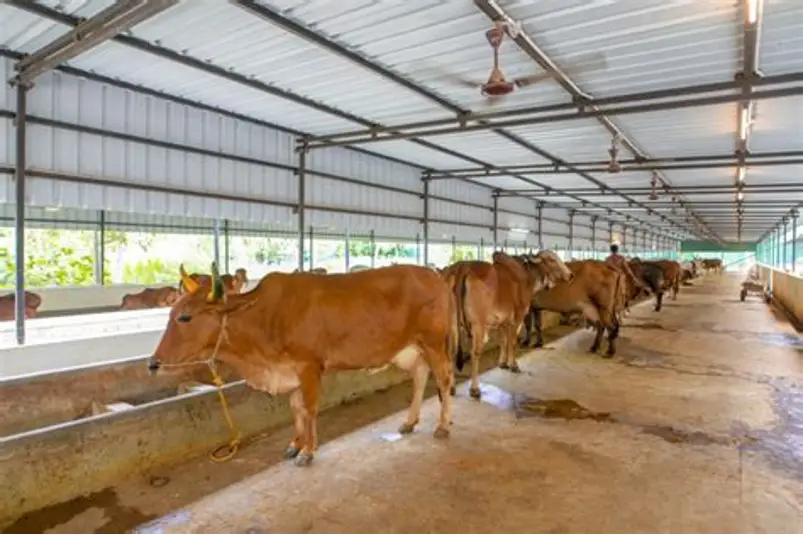 Placeholder clean and comfortable cow shelter